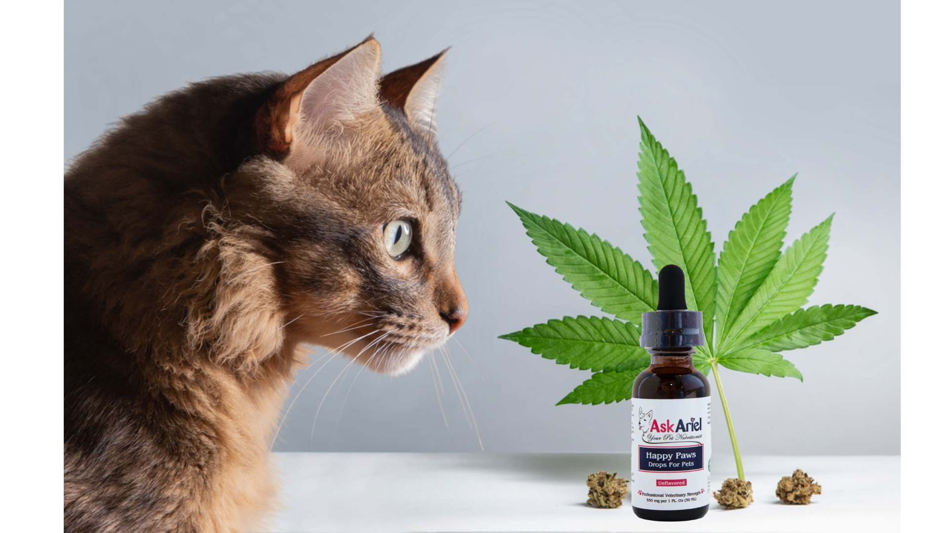 cat with hemp cbd oil and marijuana